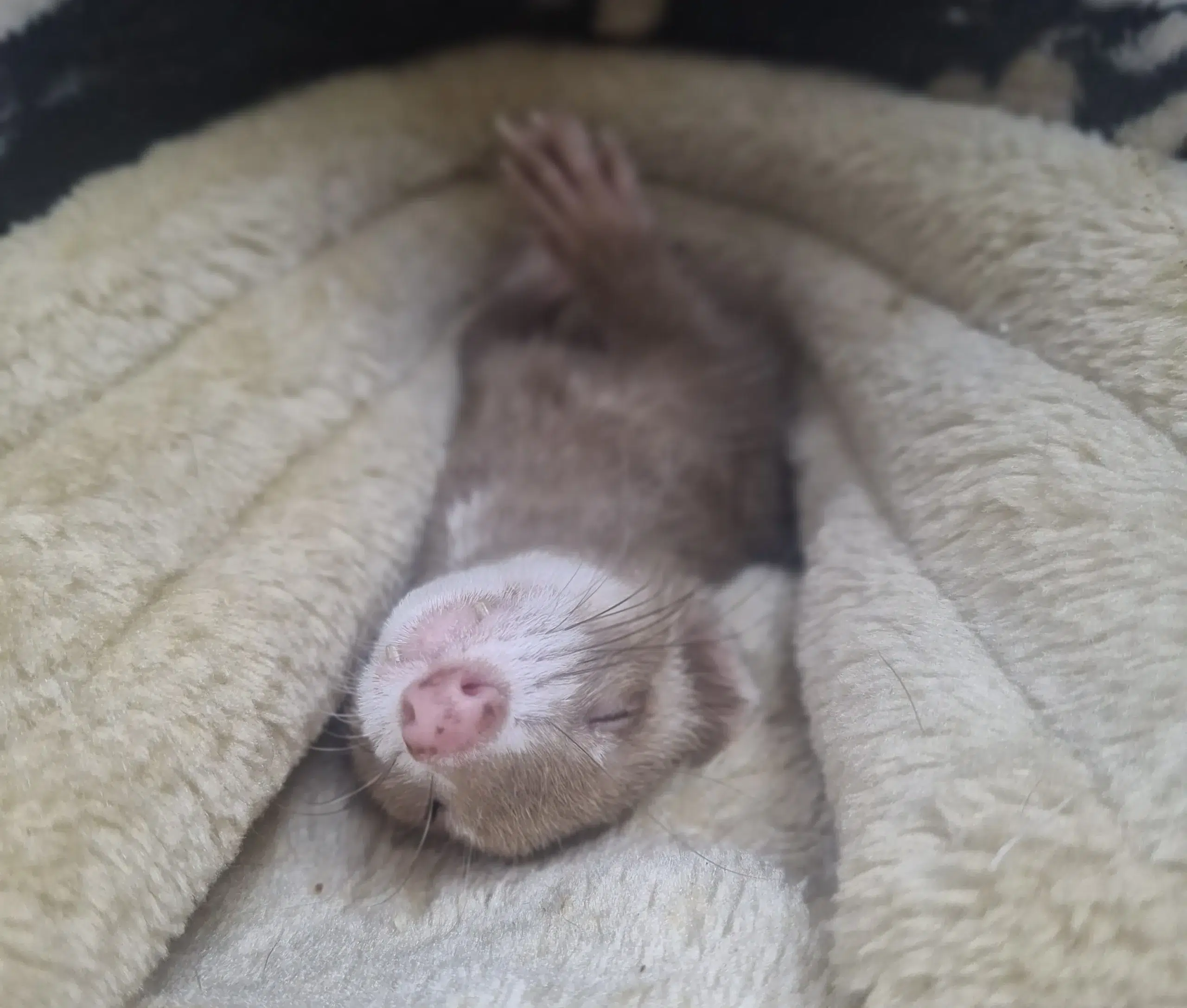 furet qui dort