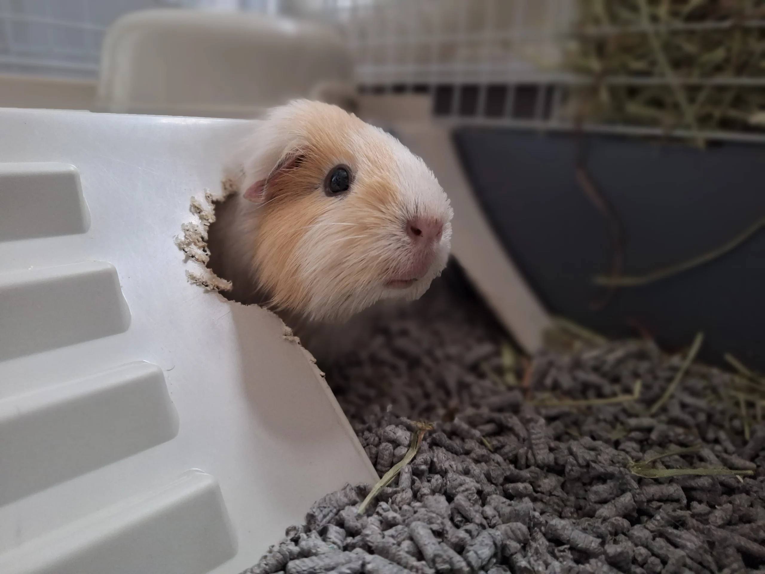 Cochon d'Inde lors de soins vétérinaire à domicile