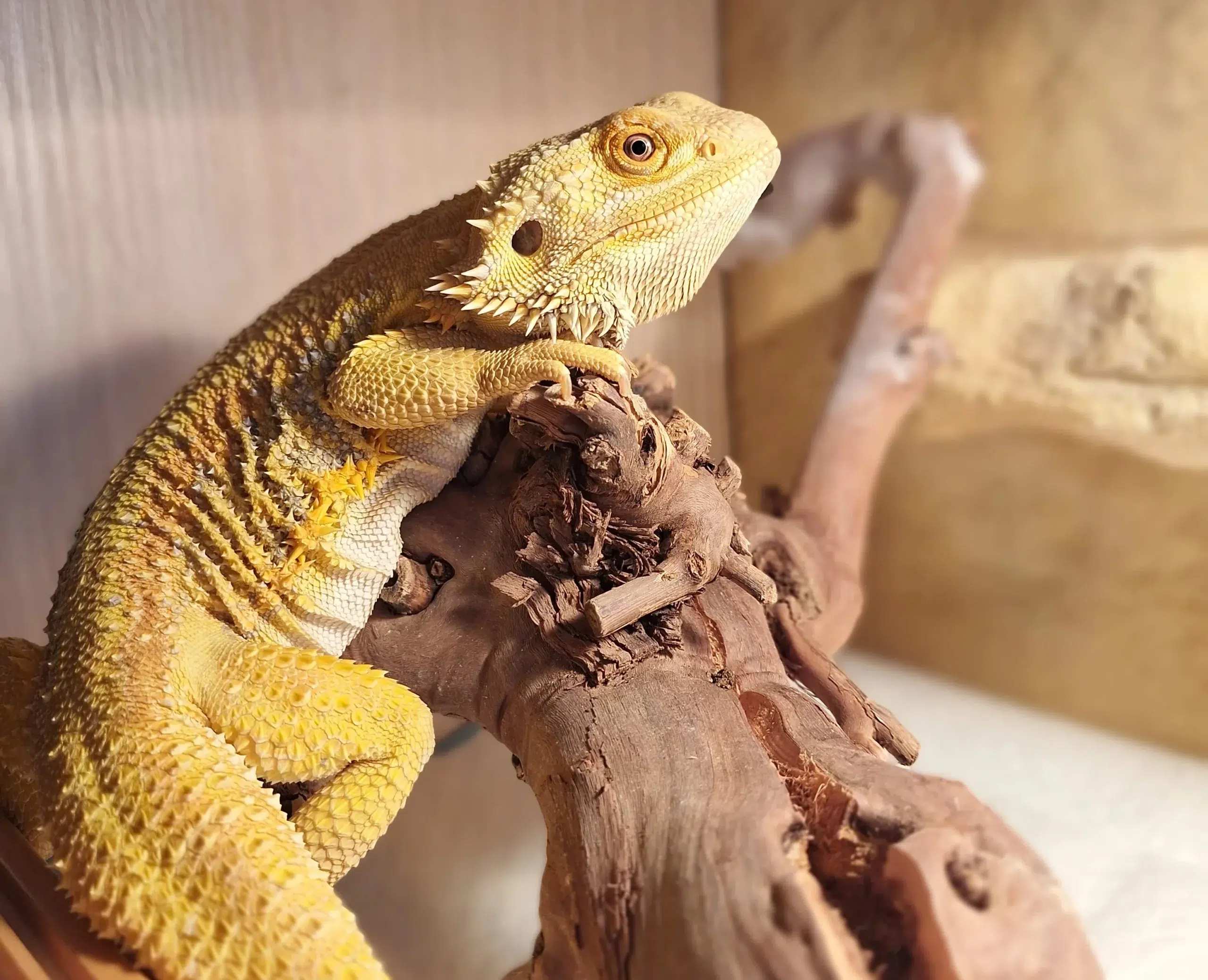 Pogona sur sa branche