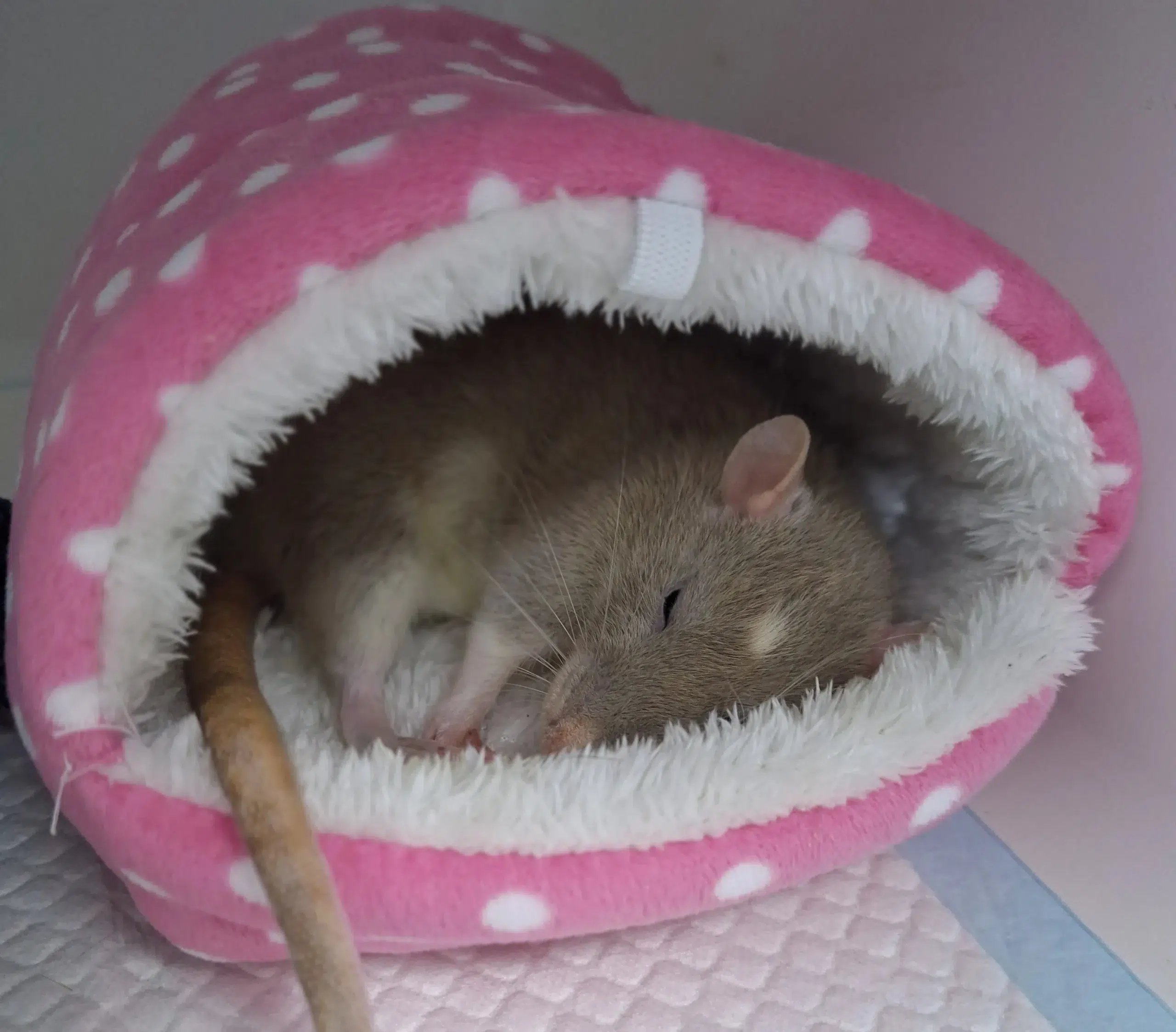 Rat qui dort