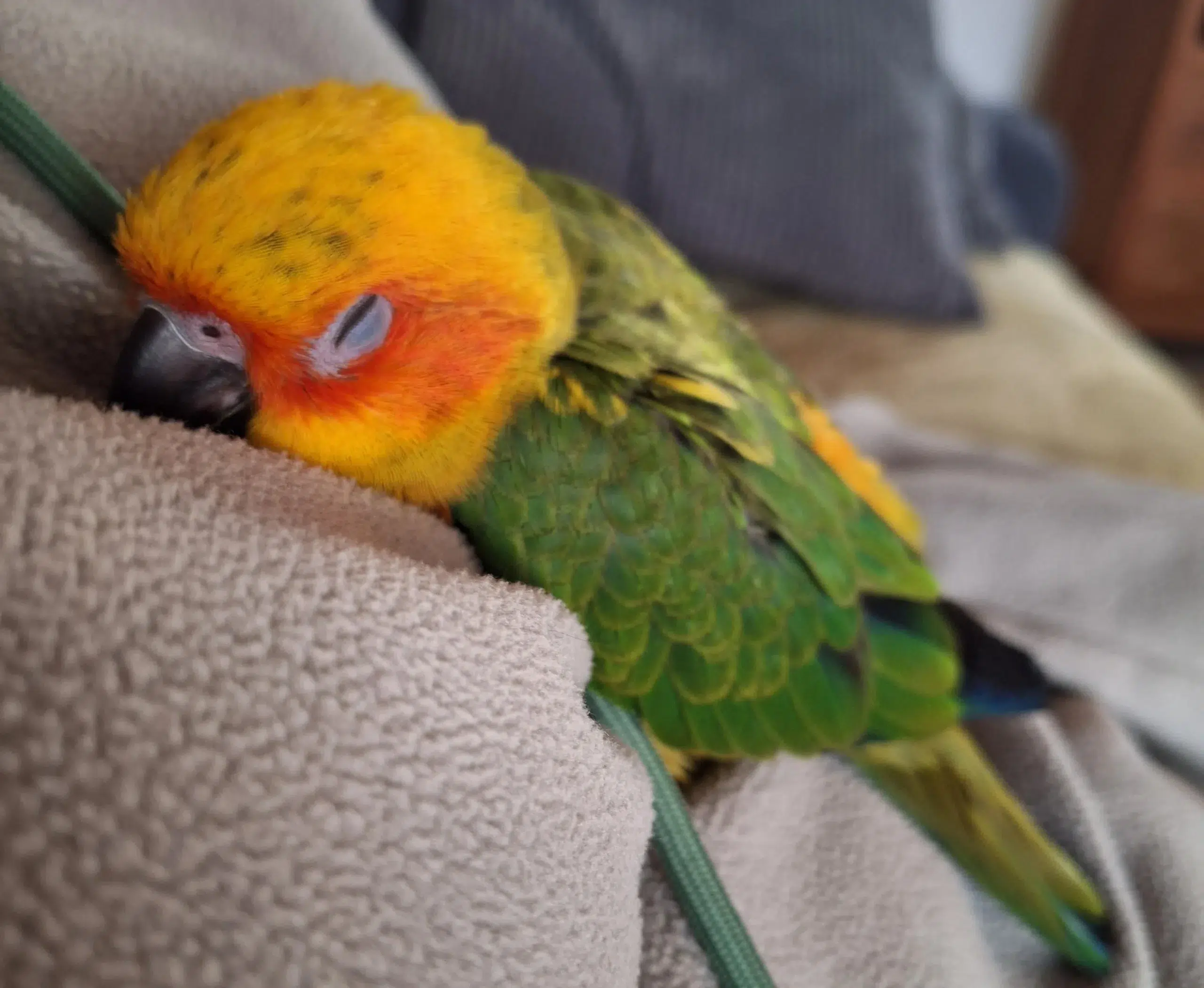 Conure soleil