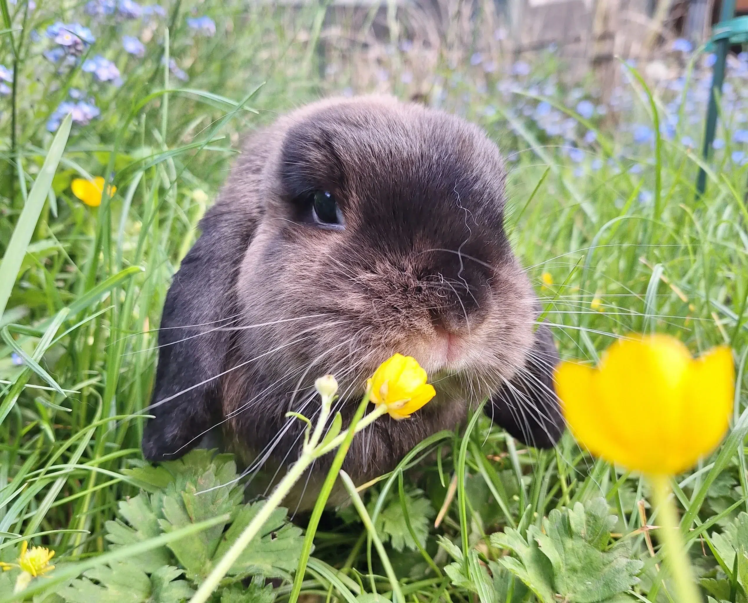Lapin dans les herbes