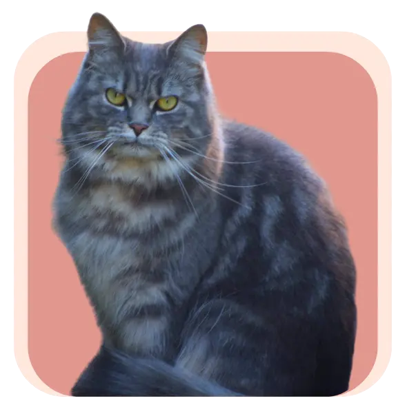 Chat tigré gris assis