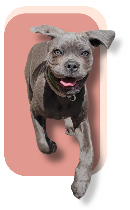 Chiot american staff