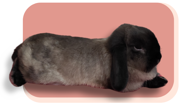 lapin couché
