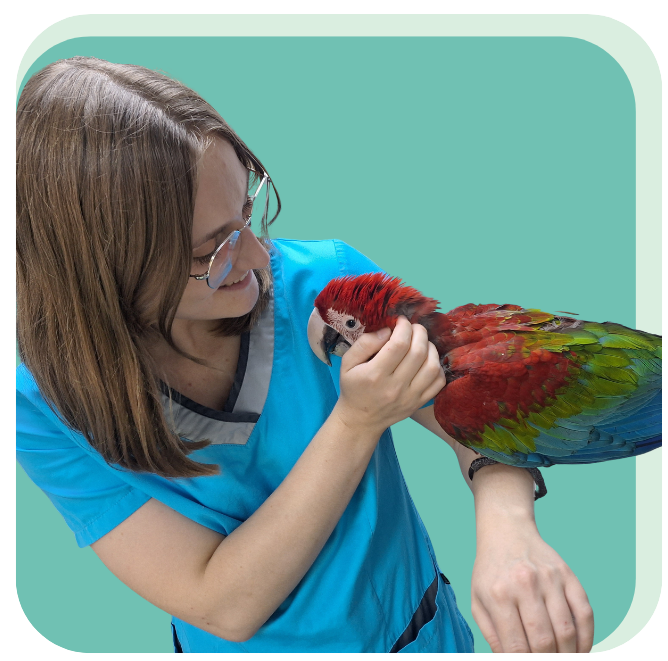 Manon, assistante vétérinaire à domicile avec un ara chloroptère