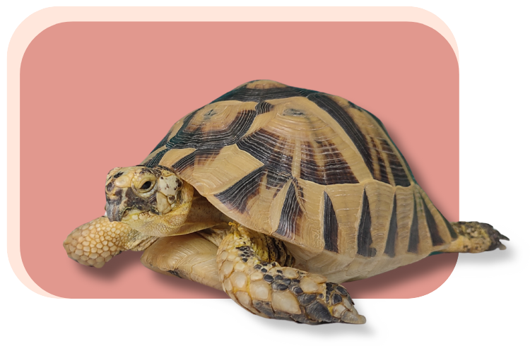 tortue grecque<br />
