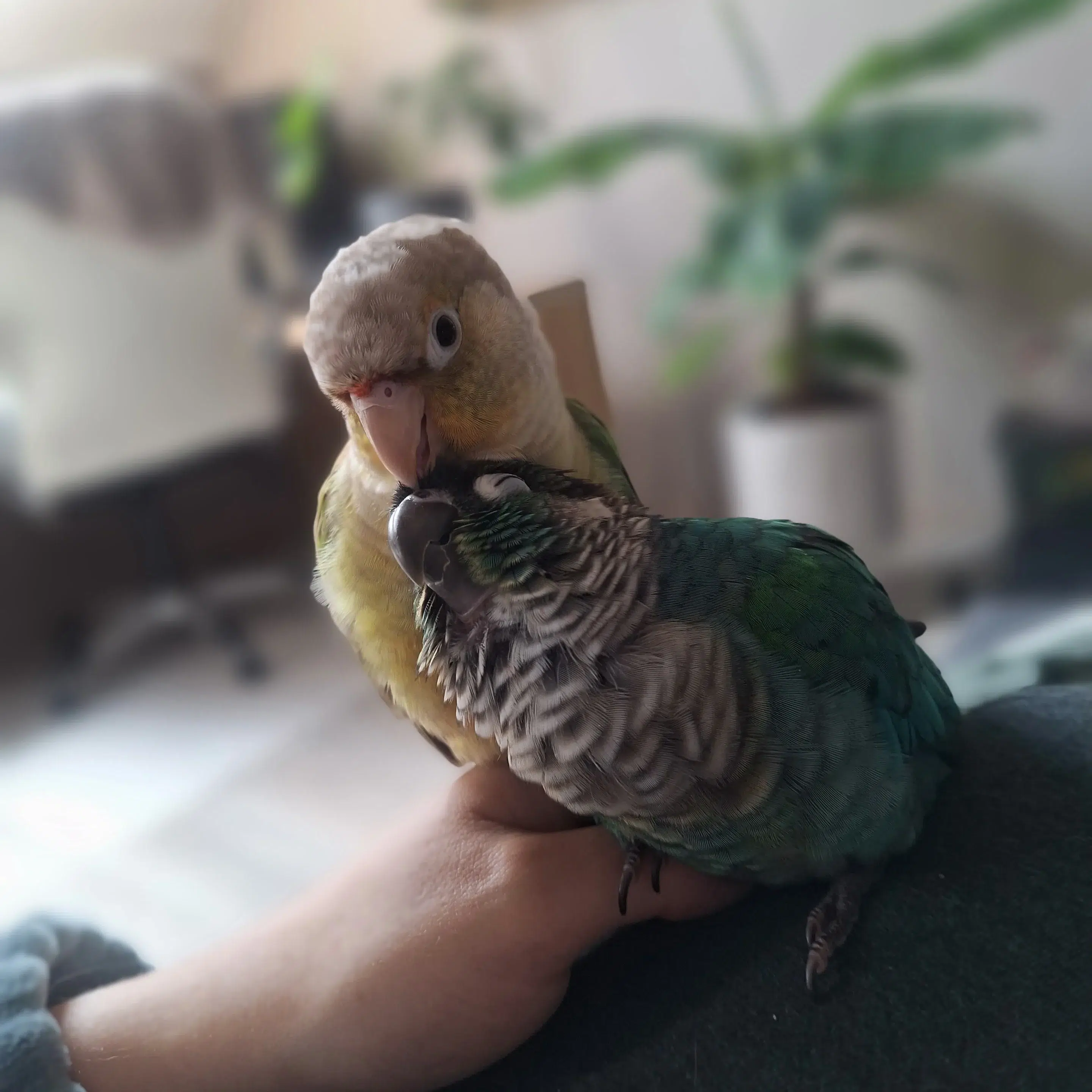 Conure molinae en petsitting